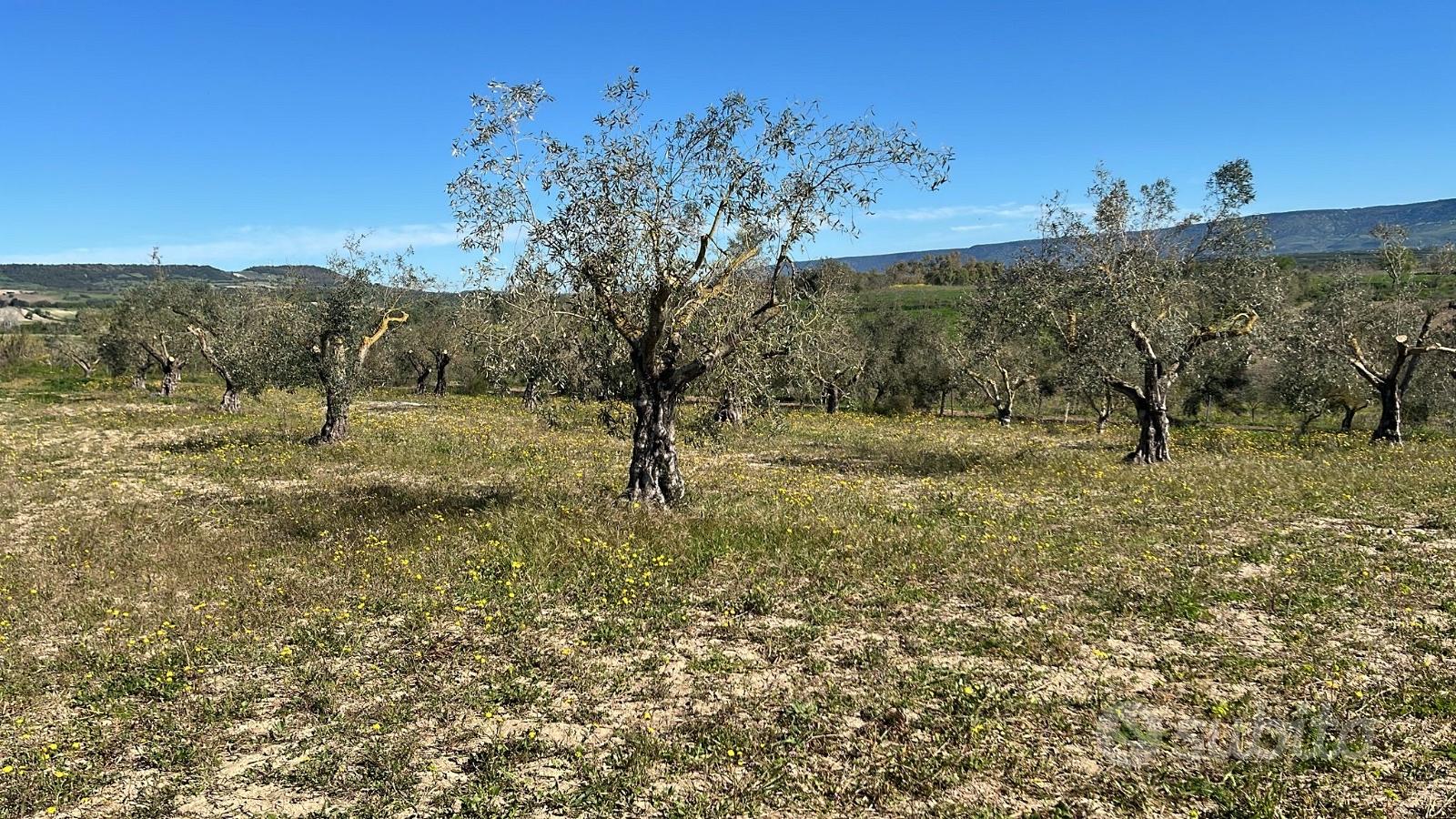 Terreno agricolo con Uliveto, Pauli Arbarei - Vista 4