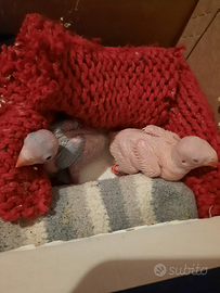 Pappagalli che parlano