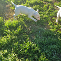 Bull terrier standard