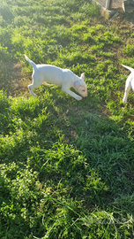 Bull terrier standard