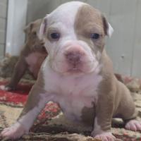 Cuccioli di pitbull con pedigree ACCP