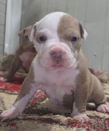 Cuccioli di pitbull con pedigree ACCP