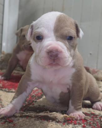Cuccioli di pitbull con pedigree ACCP