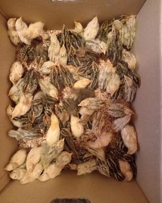 pulcini di quaglia e galline 