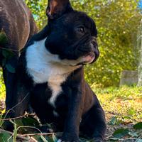 Cucciola di Bulldog Francese con Pedigree Enci