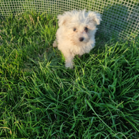 Cucciolo maltese mini toy