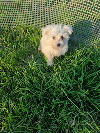 Cucciolo maltese mini toy