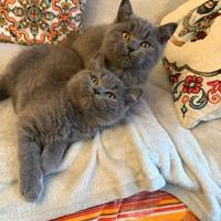 British shorthair blu