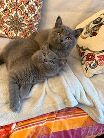 British shorthair blu
