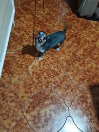 chihuahua