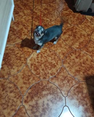chihuahua