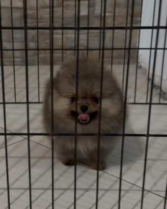 Pomerania spitz nano