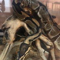 Pitone reale con teca