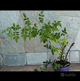 Rosa canina