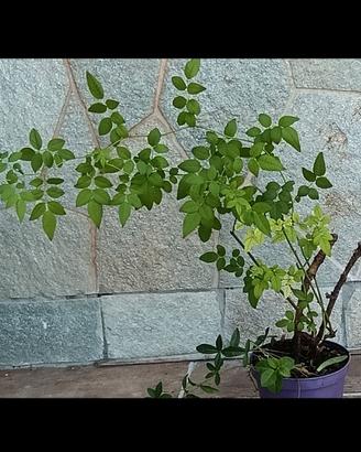 Rosa canina