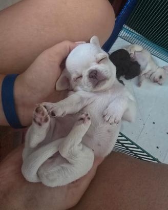 Chihuahua