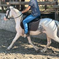 Cavalli doppio pony castrone