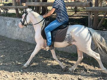 Cavalli doppio pony castrone