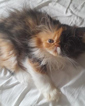 Cucciola gatto persiano ipertipico