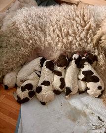 Cuccioli di Lagotto Romagnolo