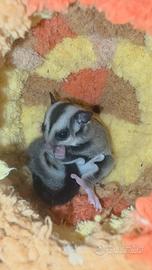 Cucciola Petauro dello Zucchero