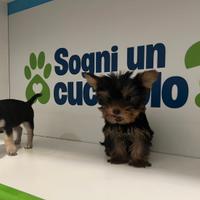 Chihuahua e Yorkshire mini toy subito disponibili
