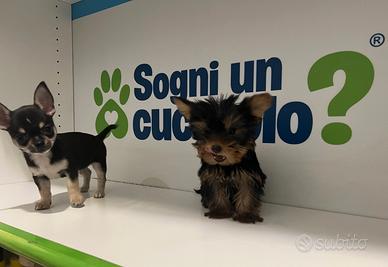 Chihuahua e Yorkshire mini toy subito disponibili