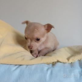 Chihuahua