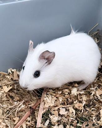 Cucciola cavia peruviana