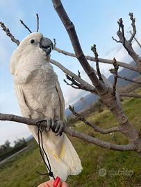 Cacatua alba