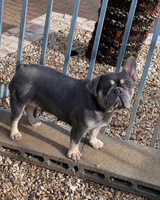 Bulldog Francese Femmina Blu Tan ADOZIONE