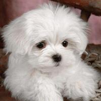 Cuccioli di maltese