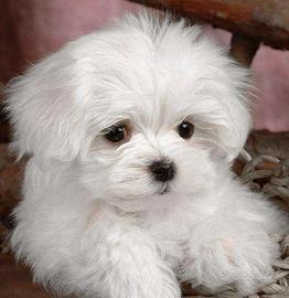 Cuccioli di maltese