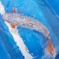 Carpa Koi Asagi ginrin maschio cm 60/65