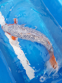 Carpa Koi Asagi ginrin maschio cm 60/65