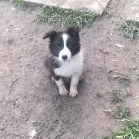 Cuccioli Border collie