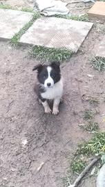 Cuccioli Border collie