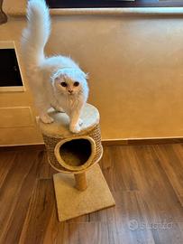 Gattino scottish fold