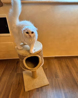 Gattino scottish fold