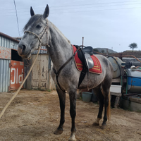 Cavalla
