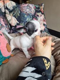 Chihuahua maschietto