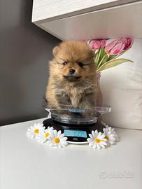 Cucciolo Volpino Pomerania TOY 2 mesi disponibile