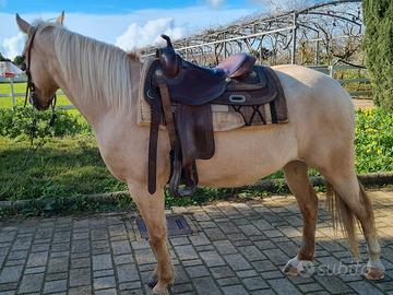 Quarter horse cavalla palomino