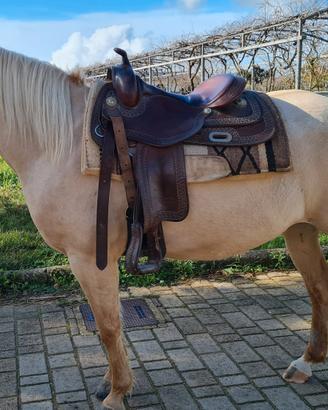 Quarter horse cavalla palomino