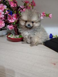 Pomerania con PEDIGREE ENCI