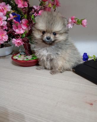 Pomerania con PEDIGREE ENCI