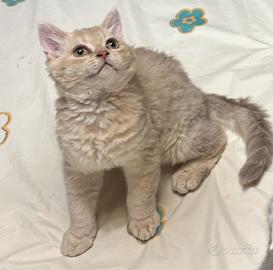 Splendido cucciolo di Selkirk rex
