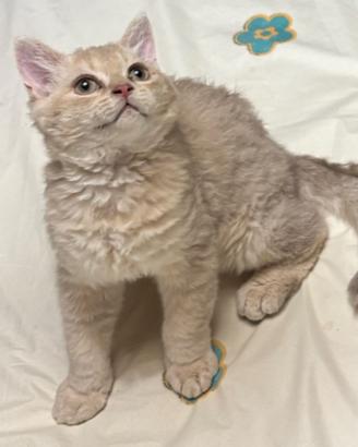 Splendido cucciolo di Selkirk rex