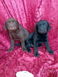 Labrador con pedigree microchip lastre test