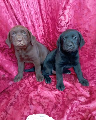 Labrador con pedigree microchip lastre test